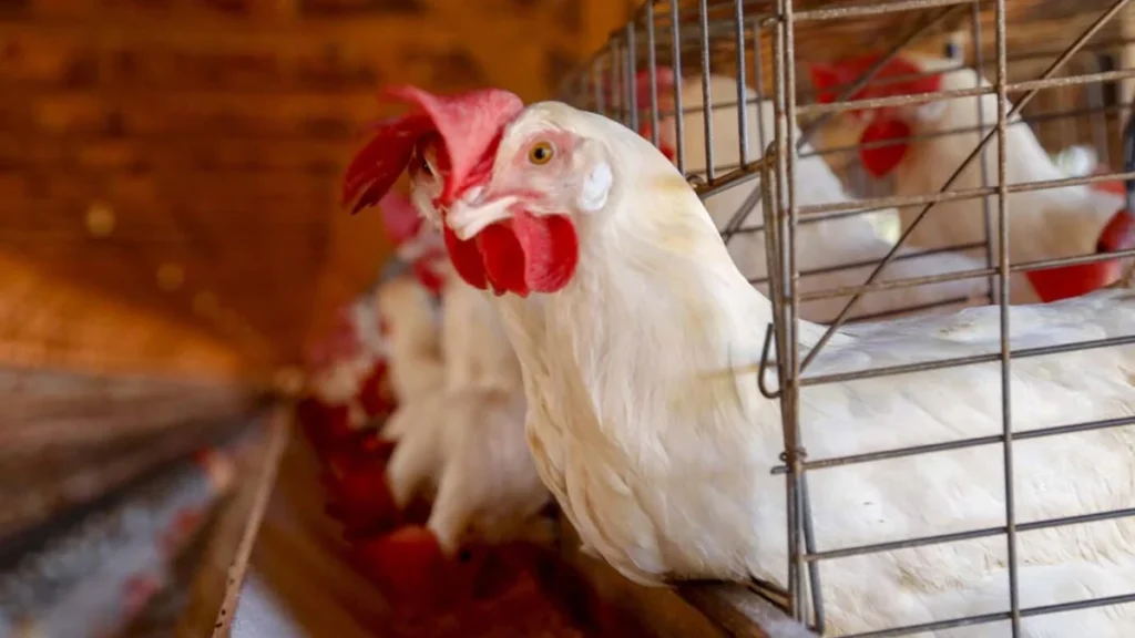 Agrodefesa investiga casos suspeitos de gripe aviária em dois municípios de Goiás (Foto: Gilson Abreu - Agência Estadual de Notícias do Paraná)