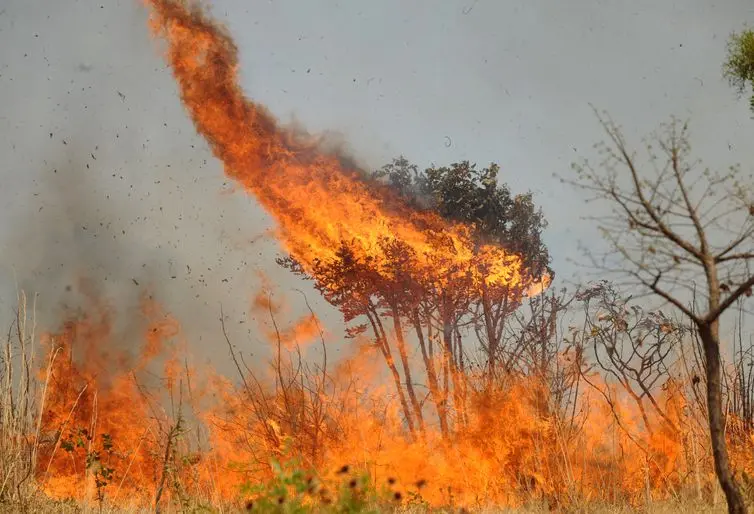 Cerrado acumula 17.326 focos de calor entre janeiro e agosto, o dobro da Amazônia | Foto: Agência Brasil