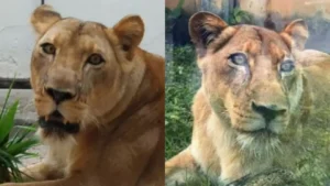 Leona é um animal que pesa 130 kg e tem 19 anos de idade • Reprodução/Redes Sociais