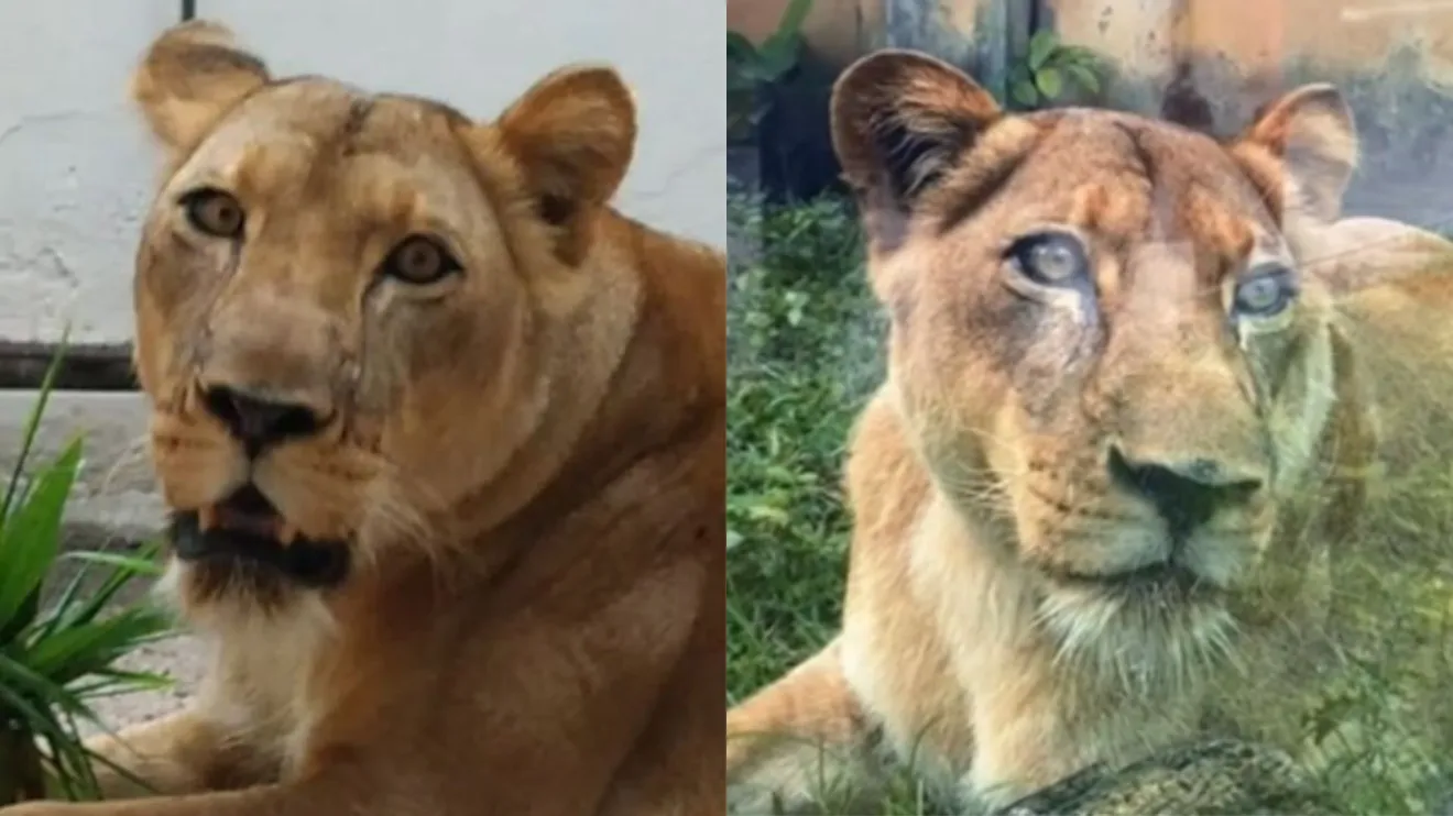 Leona é um animal que pesa 130 kg e tem 19 anos de idade • Reprodução/Redes Sociais